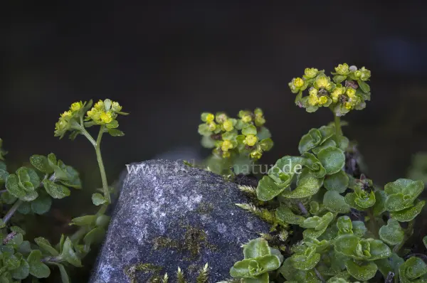 Fokus-Natur Bild
