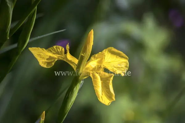 Fokus-Natur Bild