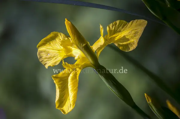 Fokus-Natur Bild