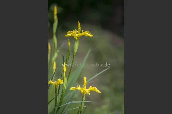 Fokus-Natur Bild
