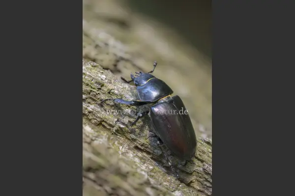 Fokus-Natur Bild