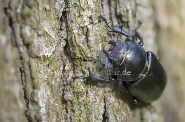 Fokus-Natur Bild
