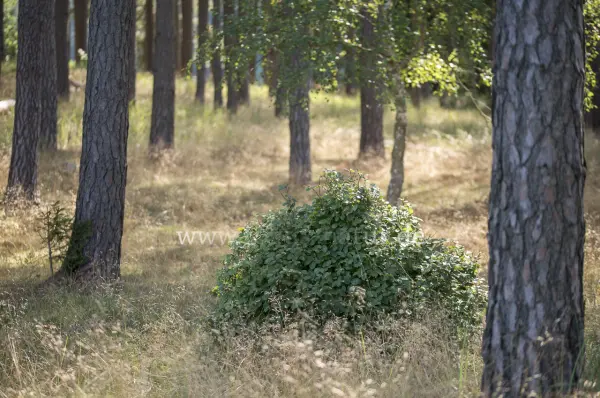 Fokus-Natur Bild