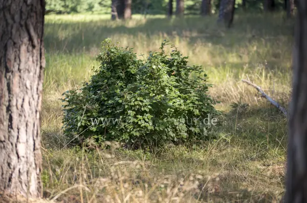 Fokus-Natur Bild