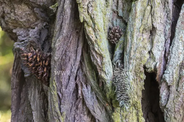 Fokus-Natur Bild