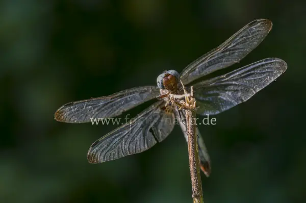 Fokus-Natur Bild
