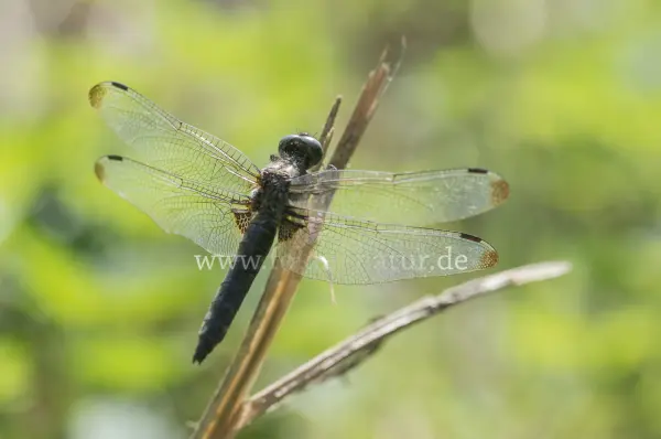 Fokus-Natur Bild