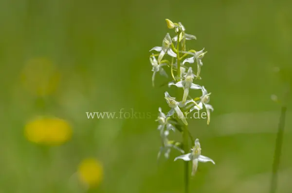 Fokus-Natur Bild
