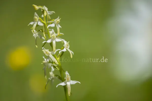 Fokus-Natur Bild