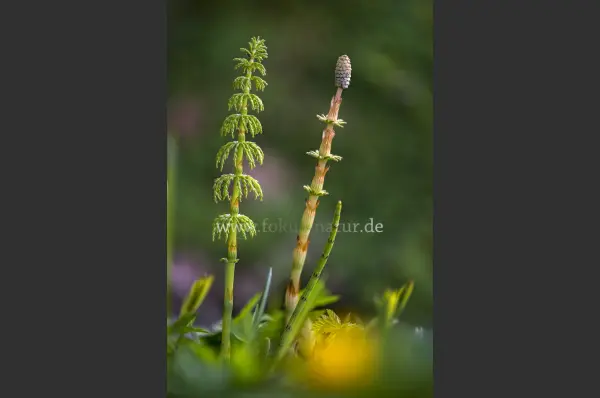 Fokus-Natur Bild
