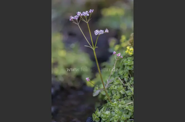 Fokus-Natur Bild