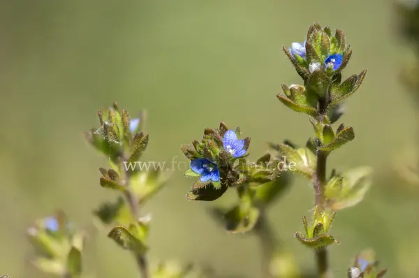 Fokus-Natur Bild