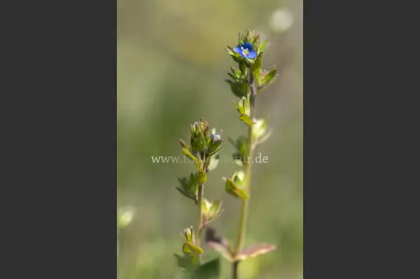 Fokus-Natur Bild