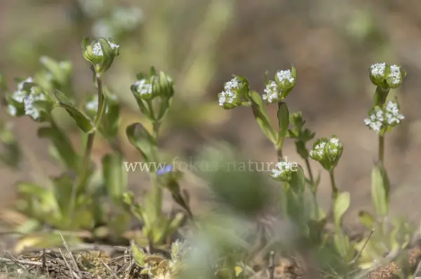 Fokus-Natur Bild