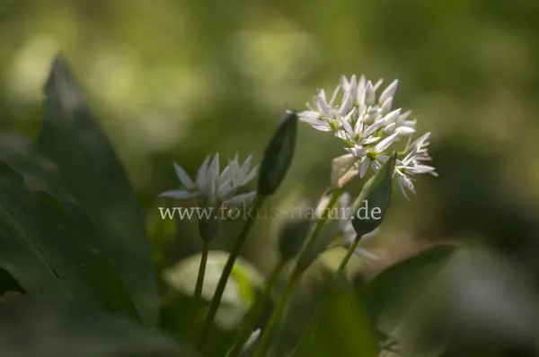 Fokus-Natur Bild