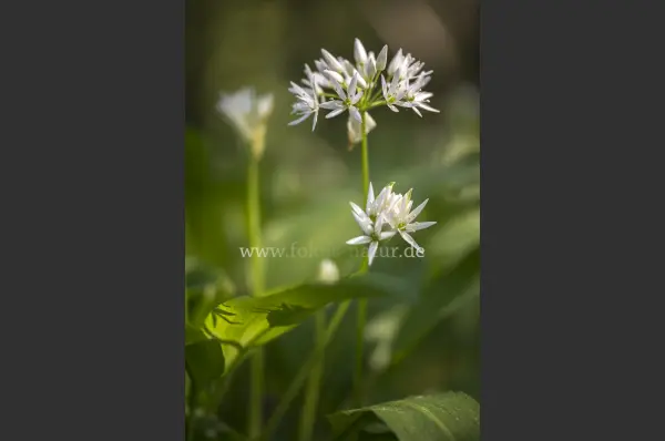 Fokus-Natur Bild