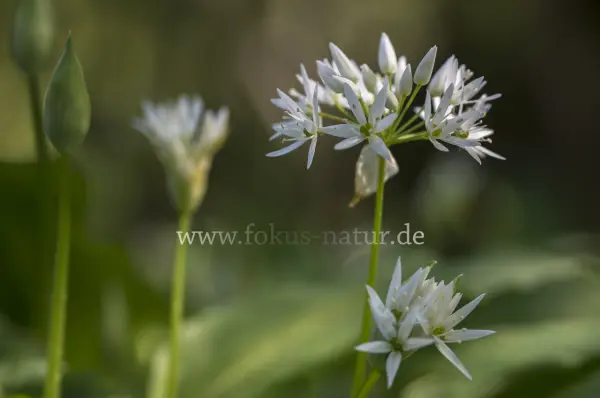 Fokus-Natur Bild
