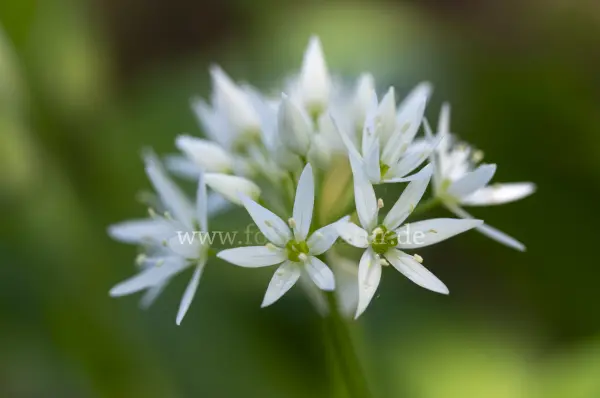 Fokus-Natur Bild