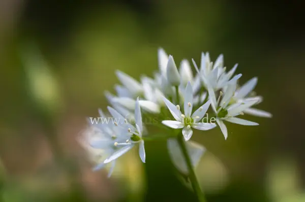 Fokus-Natur Bild