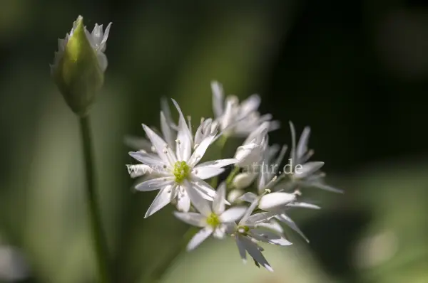 Fokus-Natur Bild