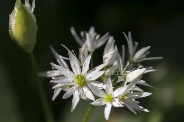 Fokus-Natur Bild