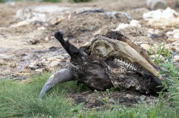 Fokus-Natur Bild