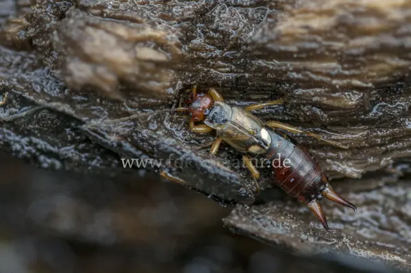 Fokus-Natur Bild