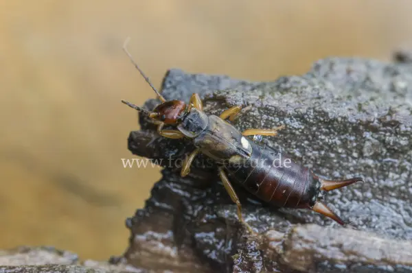 Fokus-Natur Bild