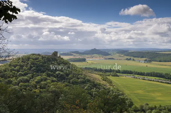Fokus-Natur Bild