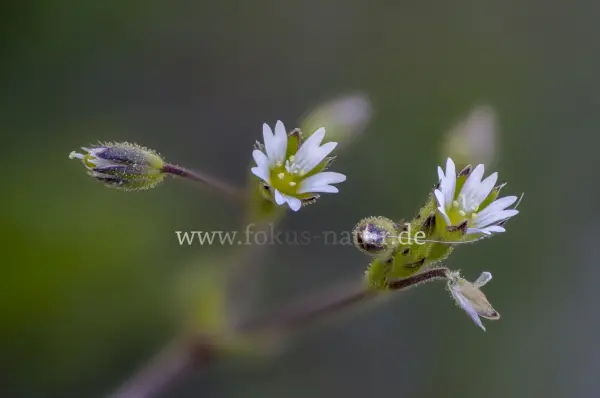 Fokus-Natur Bild