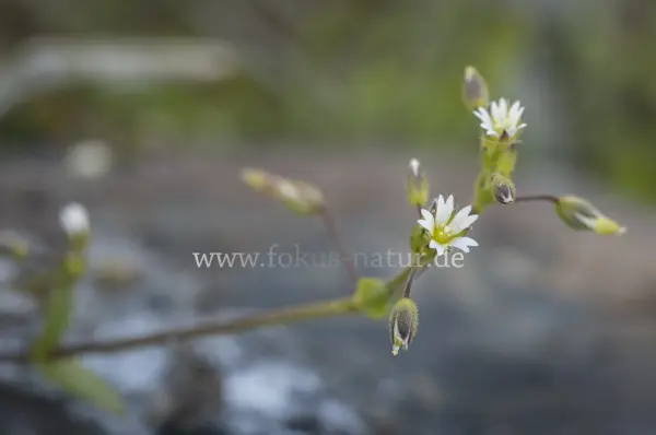 Fokus-Natur Bild