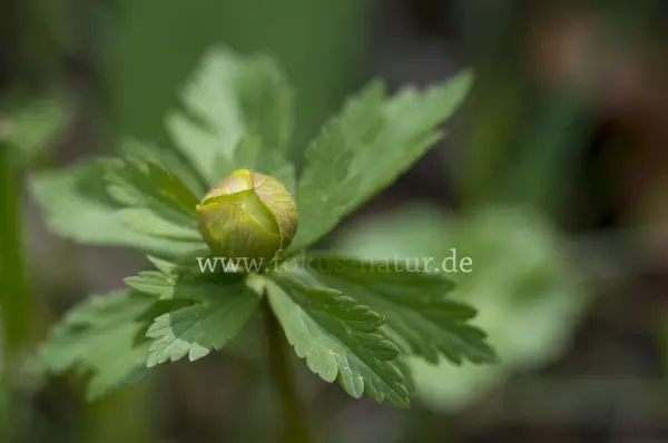Fokus-Natur Bild