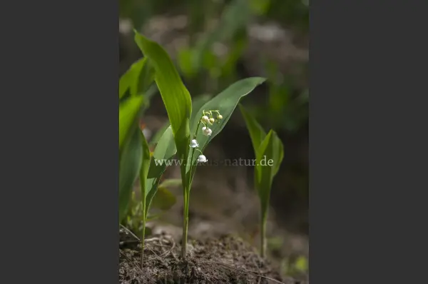 Fokus-Natur Bild