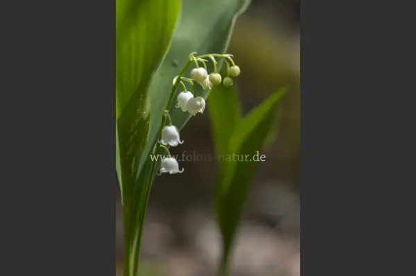 Fokus-Natur Bild