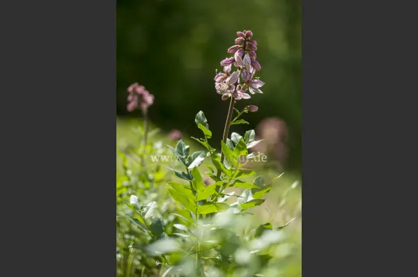 Fokus-Natur Bild