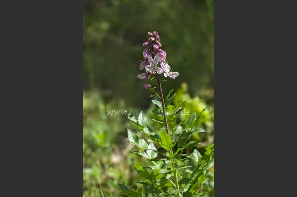 Fokus-Natur Bild