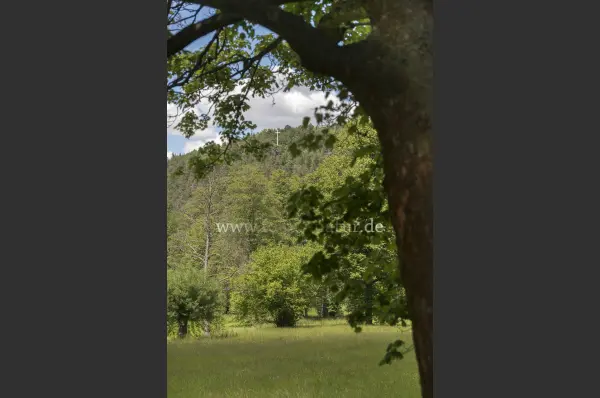 Fokus-Natur Bild