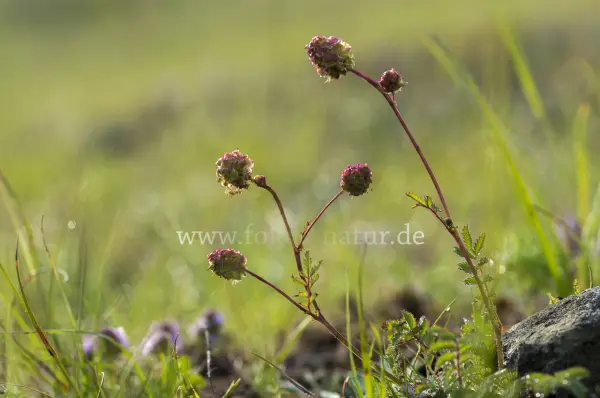 Fokus-Natur Bild