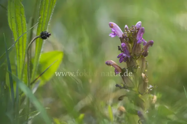 Fokus-Natur Bild