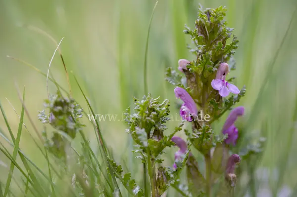 Fokus-Natur Bild