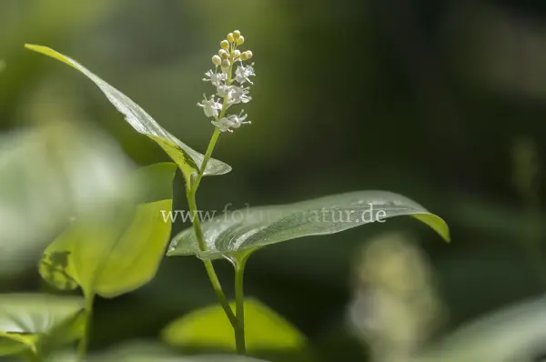 Fokus-Natur Bild