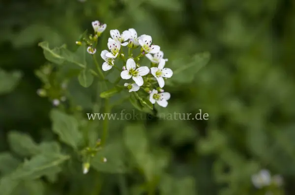 Fokus-Natur Bild