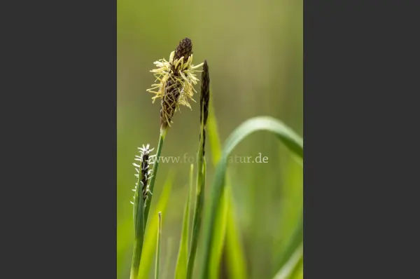 Fokus-Natur Bild