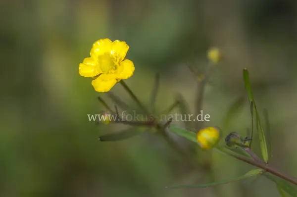 Fokus-Natur Bild