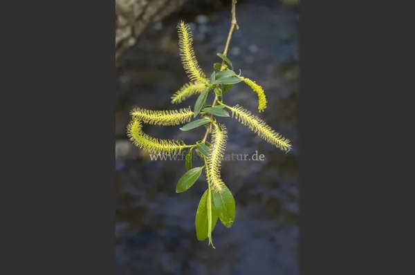 Fokus-Natur Bild