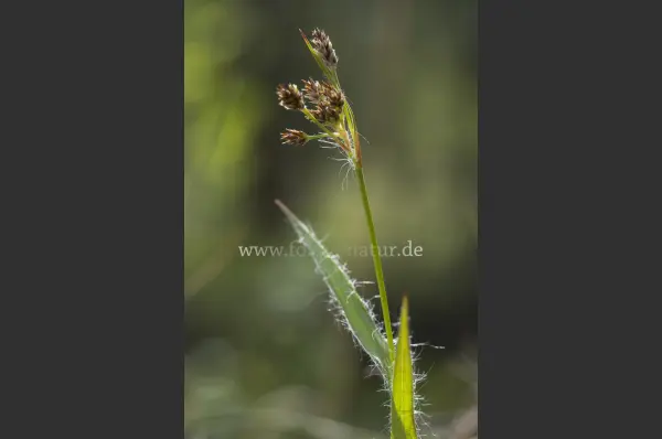 Fokus-Natur Bild