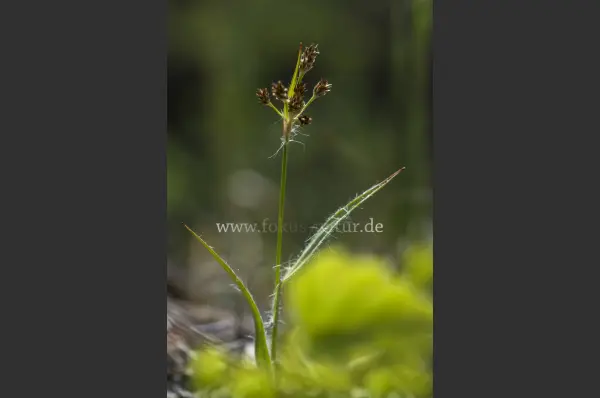 Fokus-Natur Bild