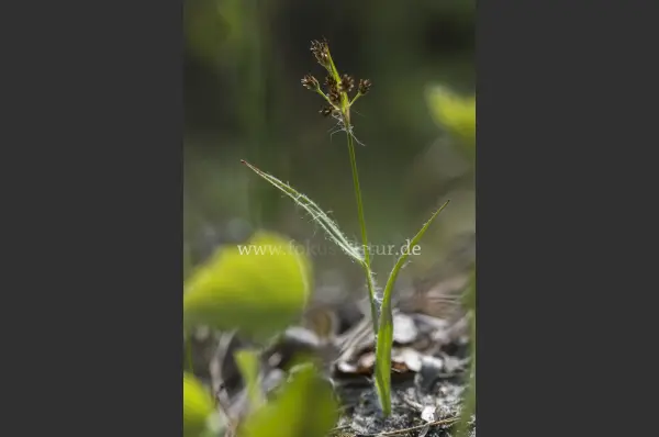 Fokus-Natur Bild
