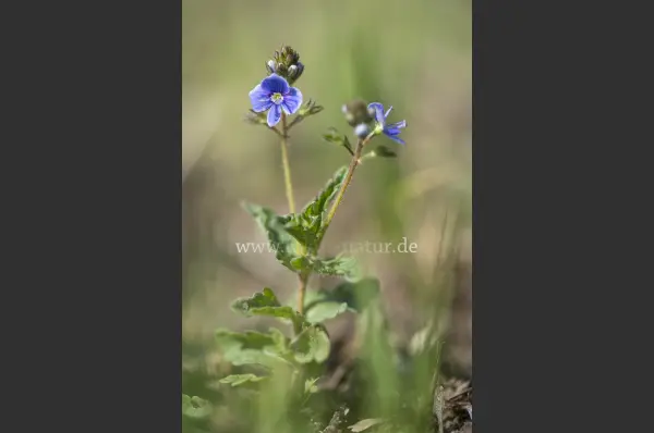 Fokus-Natur Bild