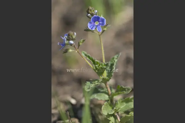 Fokus-Natur Bild